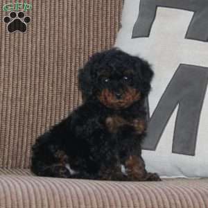 June, Cavapoo Puppy